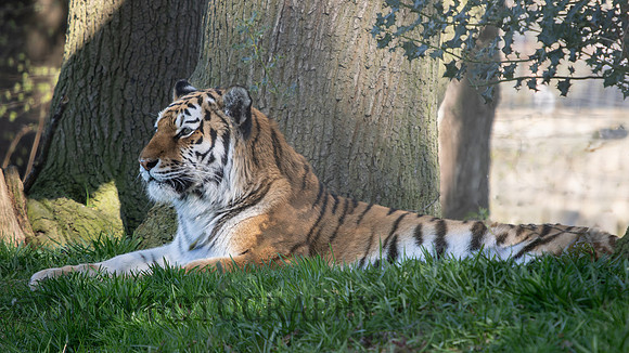Amur Tiger 'Tschuna'
