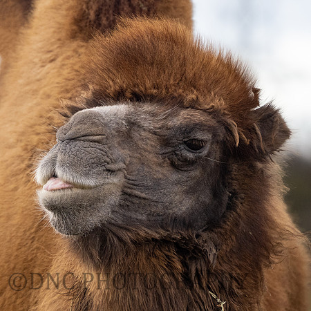 Bactrian Camel