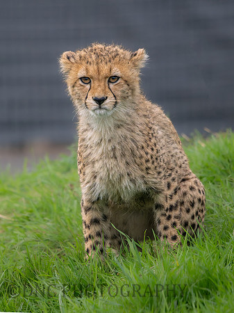 Cheetah Cub .1