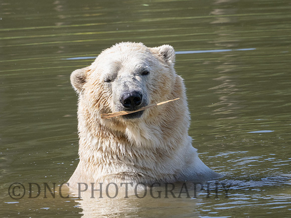 Polar Bear