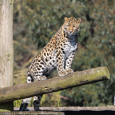 Amur Leopard 'Auckley'