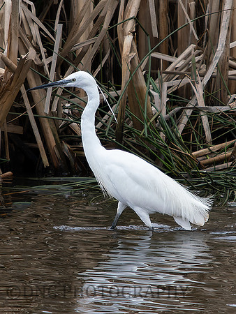 Little Egret