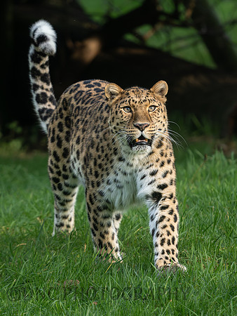 Amur Leopard Kristen