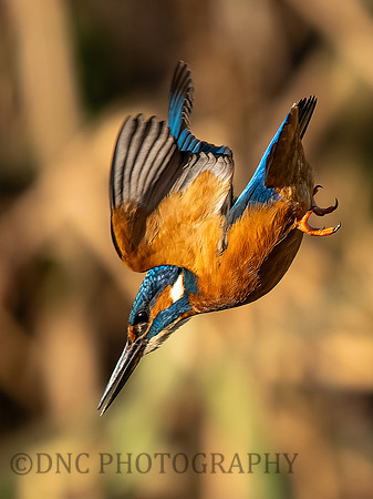 Kingfisher