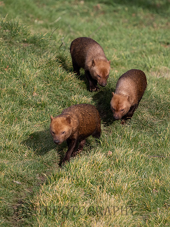Bush Dogs