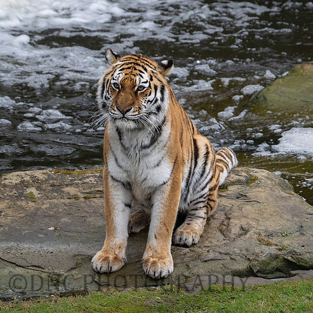 Amur Tiger Tschuna