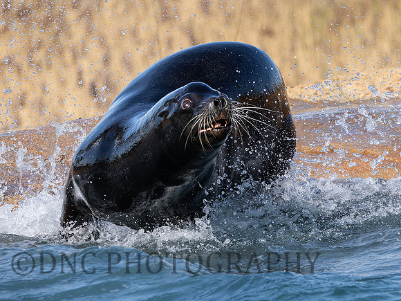Californian Sea Lion