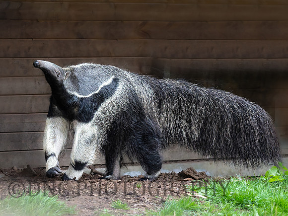 Giant Ant Eater .1