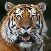 Amur Tiger Altai