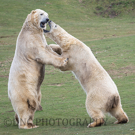 Polar Bears