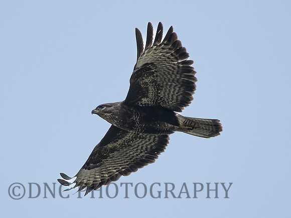Buzzard