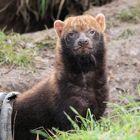 Bush Dog