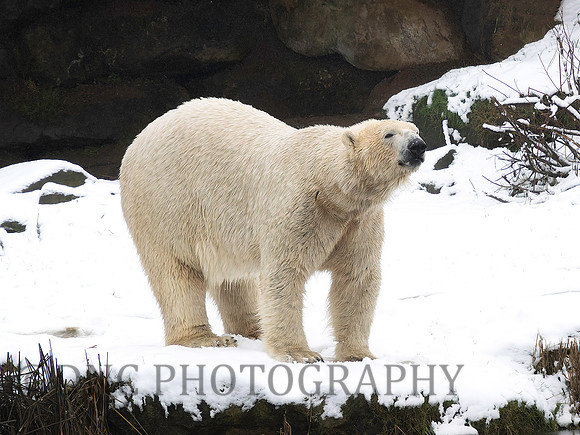 Polar Bear .6