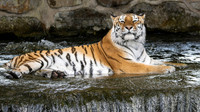 Amur Tiger Tschuna