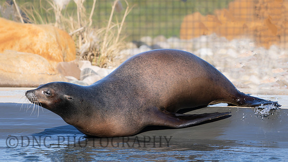 Californian Sea Lion
