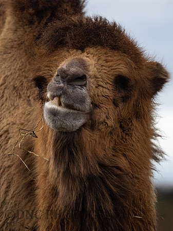 Bactrian Camel