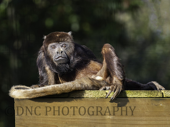 Red Howler Monkey