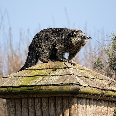 Binturong