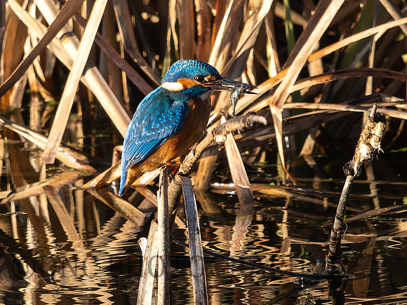 Kingfisher
