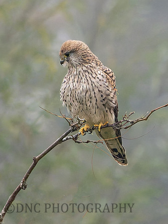 Kestrel .2