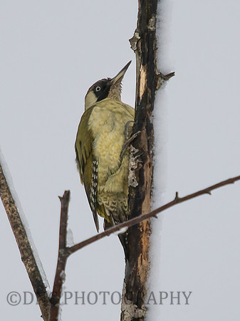 Geen Woodpecker .2