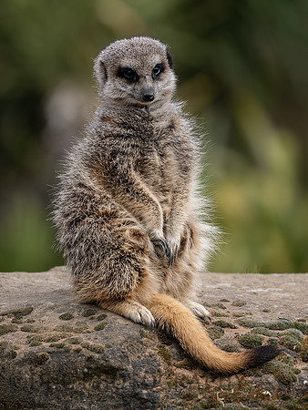 Meerkat