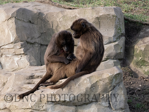 Gelada Monkeys