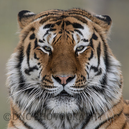 Amur Tiger 'Altai'