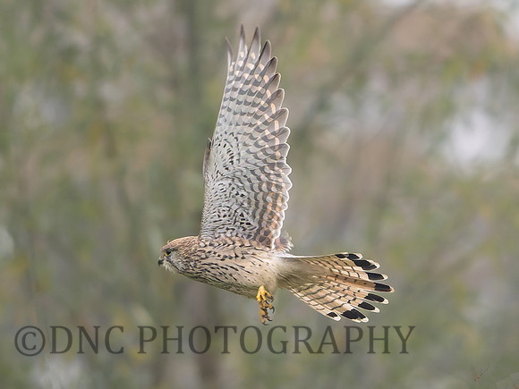 Kestrel .1
