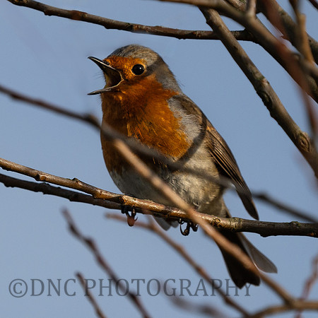 Robin sings at Christmas
