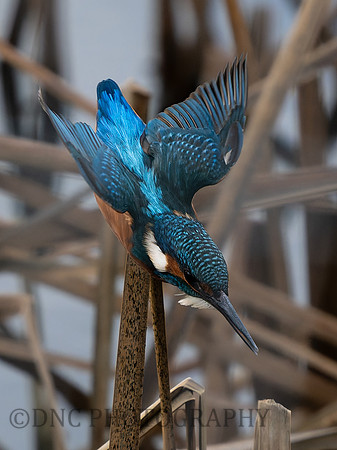 Kingfisher
