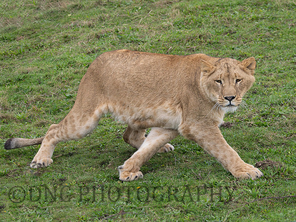 Lioness .1