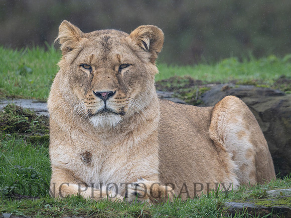 Lioness