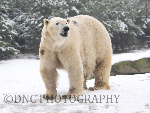 Sisu .1