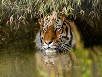 Amur Tiger Altai