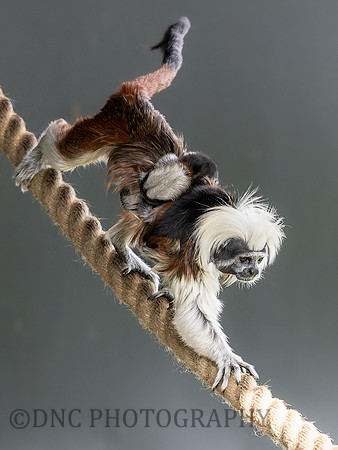 Cotton Top Tamarin with babies .2