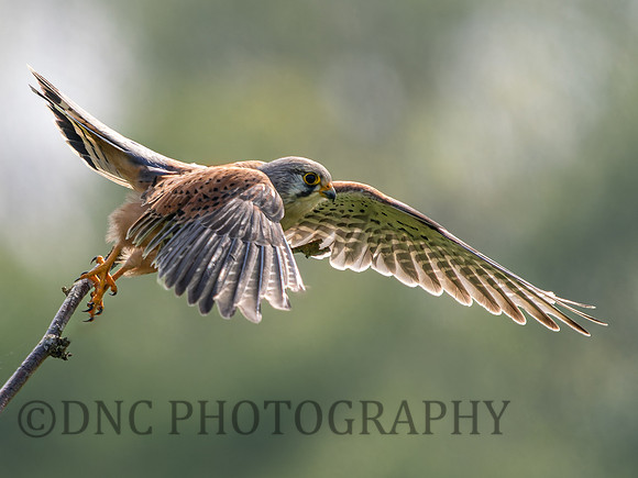 Kestrel .5