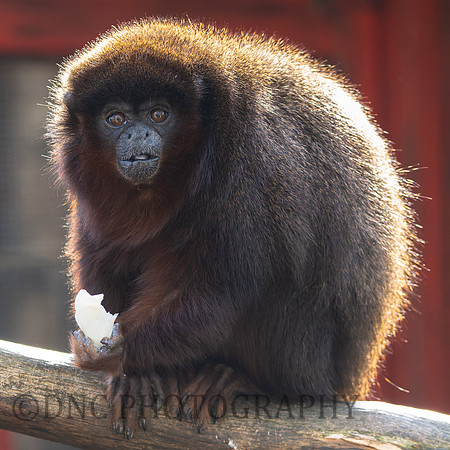 Red Titi Monkey