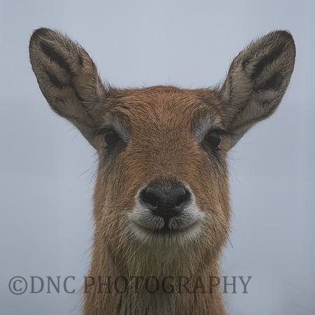 Lechwe