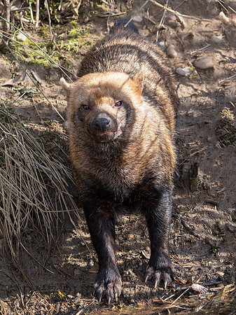 Bush Dog