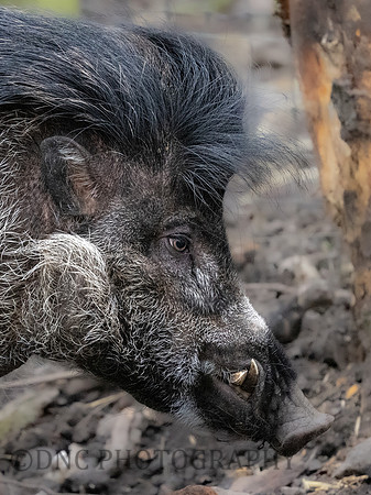 Visayan Warty Pig