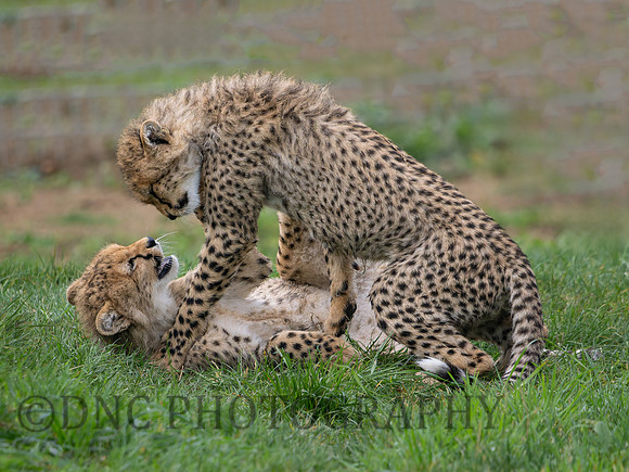 Cheetah cubs