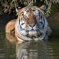 Amur Tiger Altai