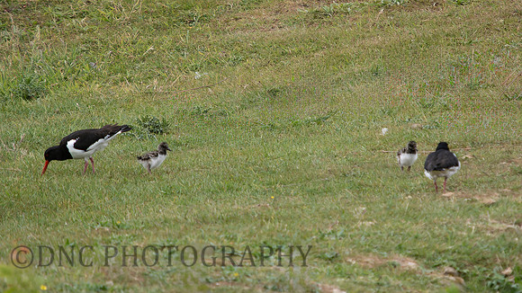 Oyster Catchers and chicks .1