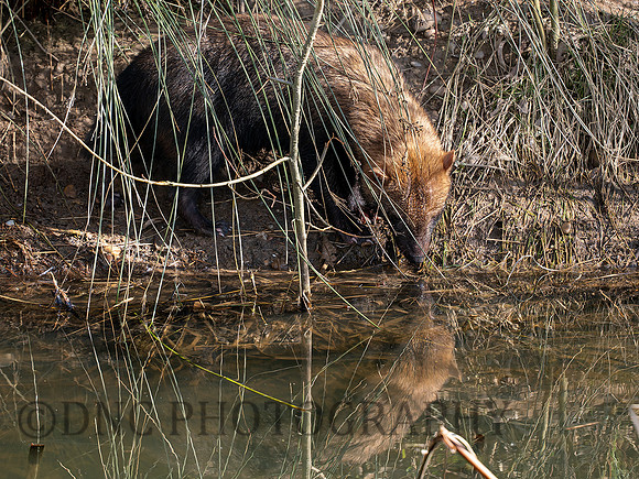 Bush Dog