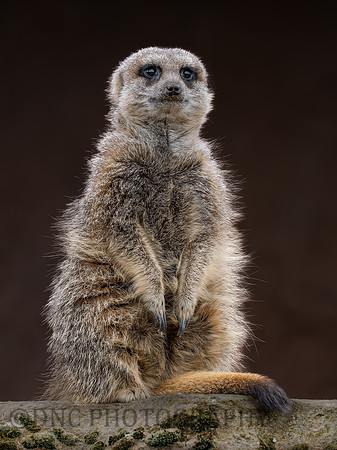 Meerkat