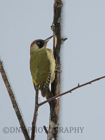 Geen Woodpecker .1