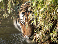 Amur Tiger Altai