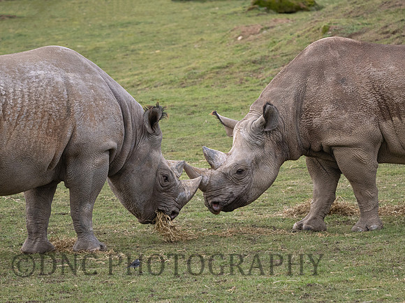 Eastern Black Rhino