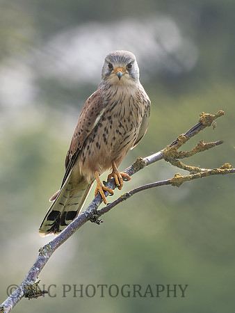 Kestrel